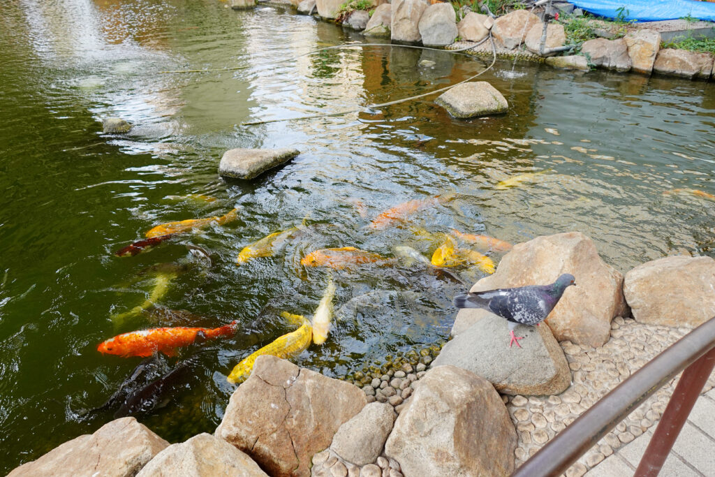 堅川河川敷公園_鯉